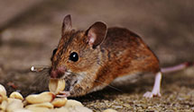 24 Hour & Emergency Exterminators in Alpharetta, GA